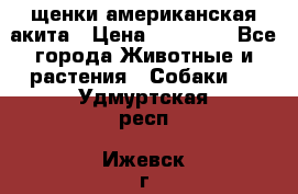 щенки американская акита › Цена ­ 30 000 - Все города Животные и растения » Собаки   . Удмуртская респ.,Ижевск г.